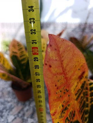 Plantas Croton
