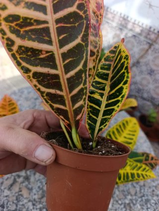 Plantas Croton