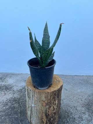 Sansevieria Planta