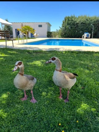 Alquiler finca en Rivas Vaciamadrid