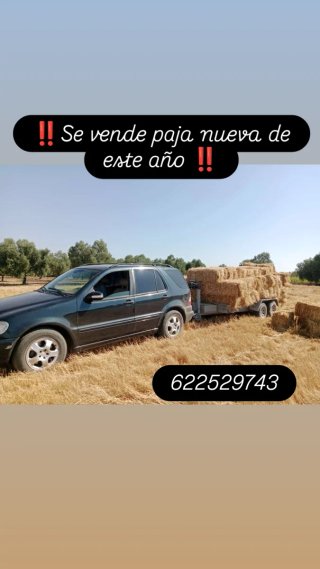 Alpacas de paja nuevas de este año