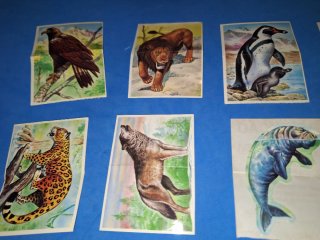 Bollycao Lote 15 Cromos Fauna Peligro Años 80