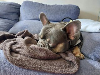 Cuidador canino