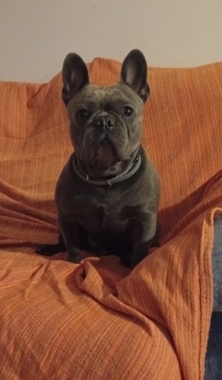 Cuidador canino