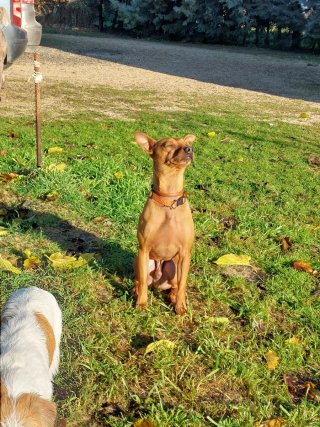Cuidador canino