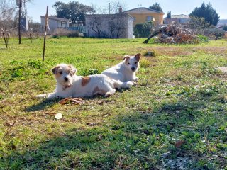 Cuidador canino