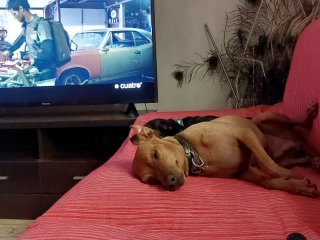 Cuidador canino