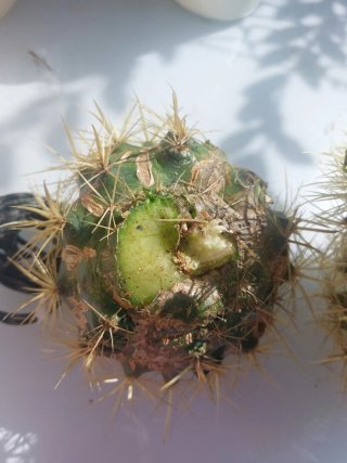 Esquejes Cactus Barril Dorado 3 tamaños