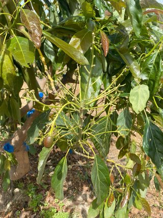Finca de aguacates Hass en plena producción.