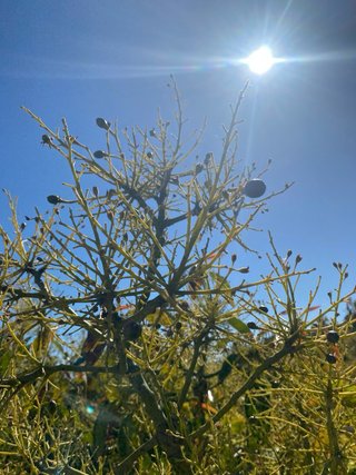 Finca de aguacates Hass en plena producción.