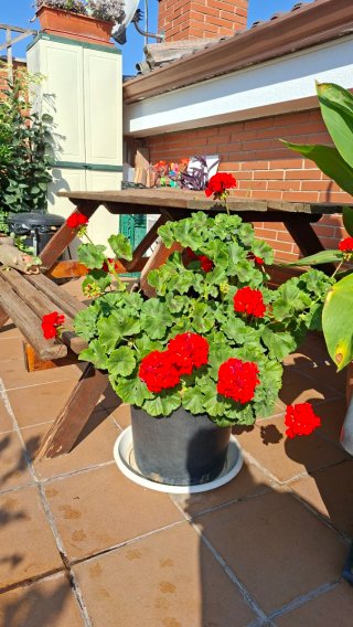 Planta Geranio Rojo