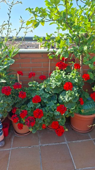 Planta de Geranios Rojas