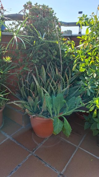 Planta de Aloe Vera en maceta