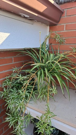 Planta Araña Chlorophytum Comosum