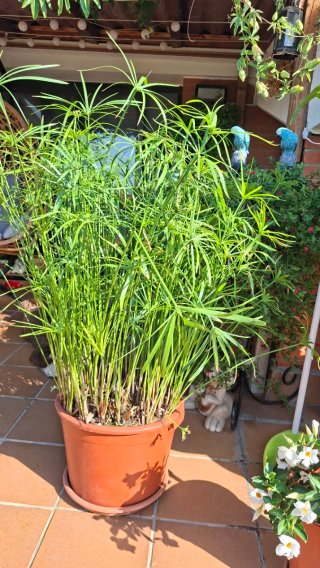 Planta de papiro en maceta