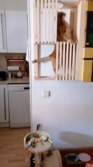 Estantería para gato de madera