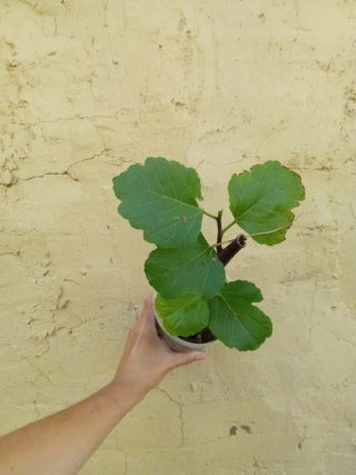 Higuera Negra