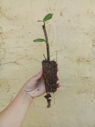 Higuera Negra