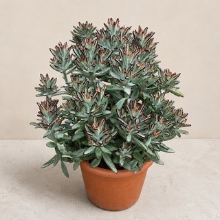 Kalanchoe Tomentosa Minima (12L)