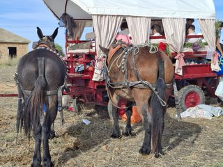 Carro para caballos o mulos