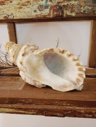 Caracola grande decorativa
