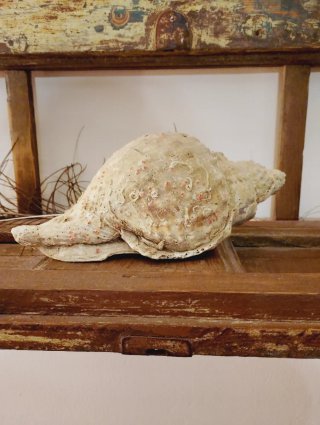 Caracola grande decorativa