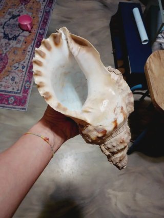 Caracola grande decorativa