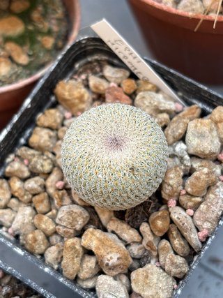 Cactus Ephitelantha micromeris
