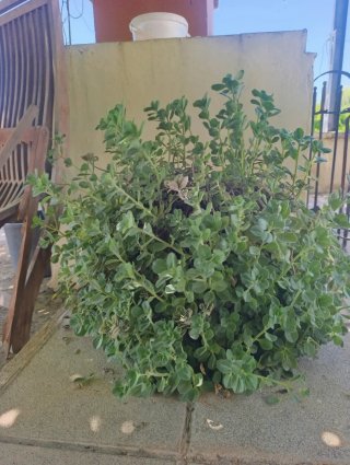 Planta en maceta precios en la descrion
