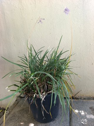 Planta en maceta precios en la descrion