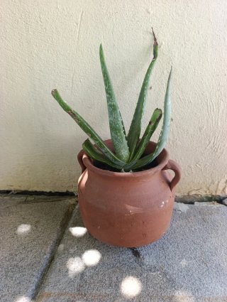 Planta en maceta precios en la descrion