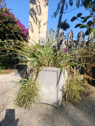 Planta en maceta precios en la descrion
