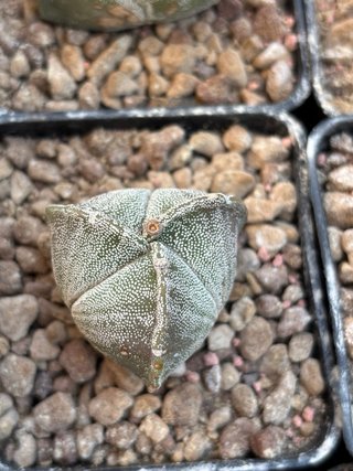 Cactus Astrophytum tricostatum