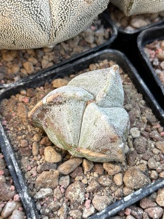 Cactus Astrophytum tricostatum