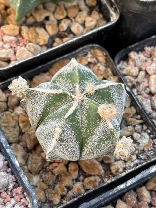 Astrophytum prolifero cactus