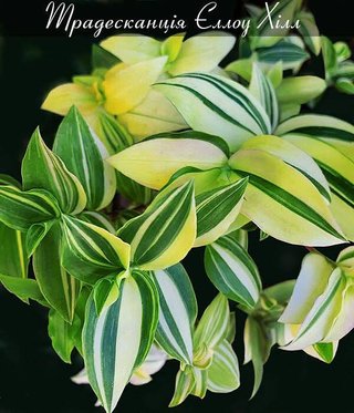Tradescantia MIX - 5 talee fresche  + 2 gratis