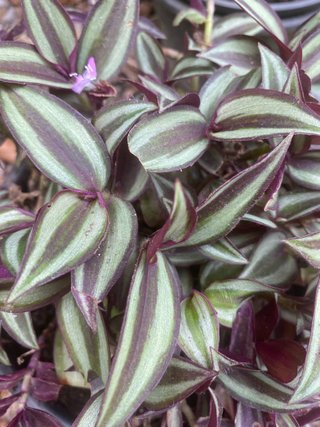 Tradescantia MIX - 5 talee fresche  + 2 gratis