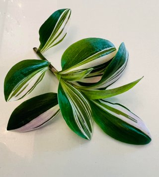 Tradescantia MIX - 5 talee fresche  + 2 gratis
