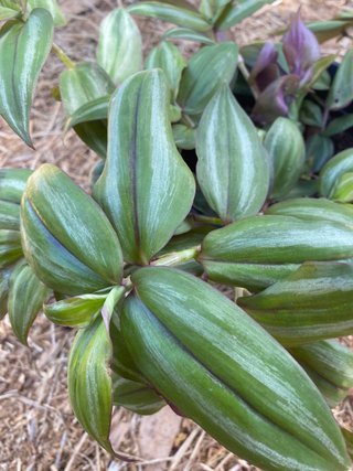 Tradescantia MIX - 5 talee fresche  + 2 gratis