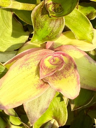 Tradescantia MIX - 5 talee fresche  + 2 gratis