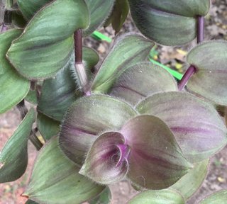 Tradescantia MIX - 5 talee fresche  + 2 gratis