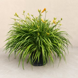 Hemerocallis Stella de Oro (9L)
