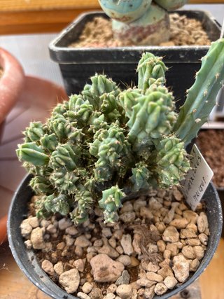 Cactus Myrtillocactus crestato strictus