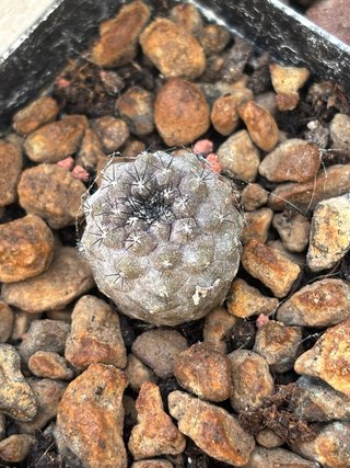 Cactus Copiapoa hypogea