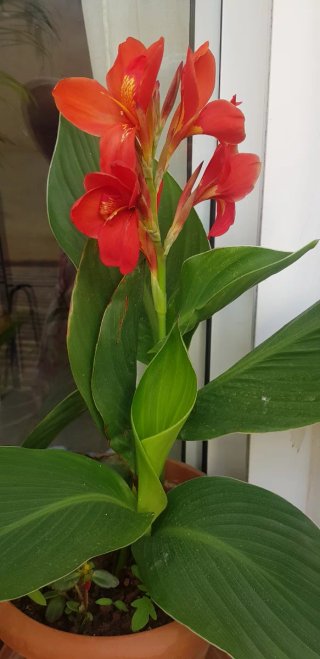 Planta Canna Roja con Hojas Verdes