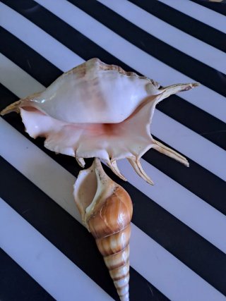 Conchiglie decorative mare