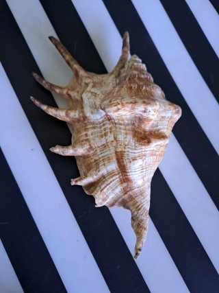 Conchiglie decorative mare