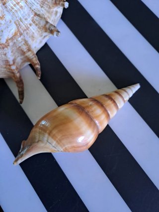 Conchiglie decorative mare