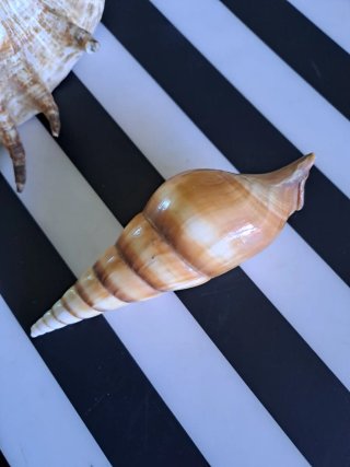 Conchiglie decorative mare