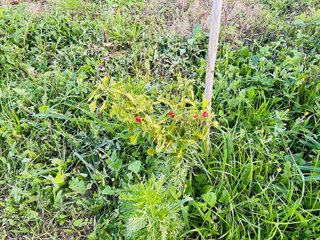 Terreno en venta en Algaida